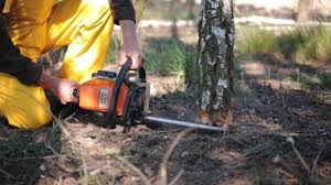 Best Commercial Tree Services  in Mount Hermon, VA